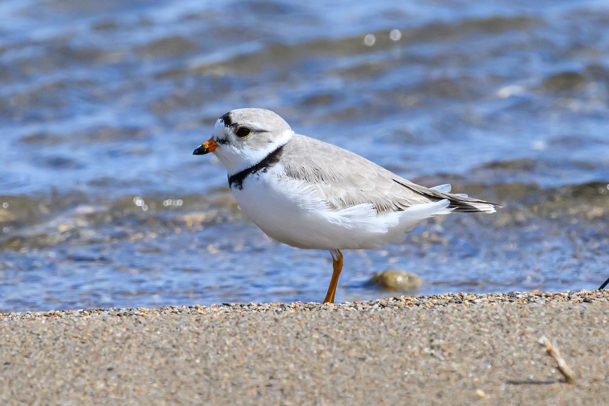 Piping Plover - ML617996401