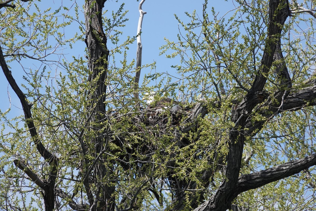 Белоголовый орлан - ML617996415