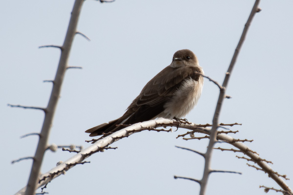 Northern Rough-winged Swallow - ML617996450