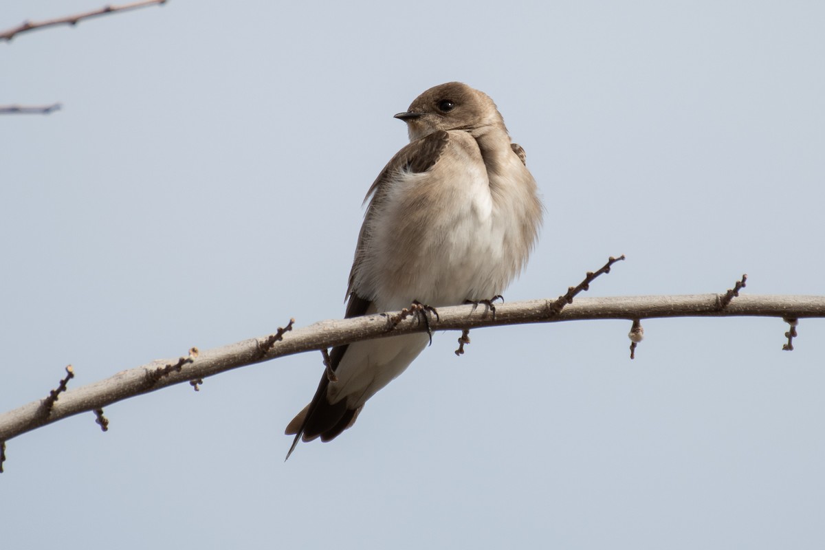 Northern Rough-winged Swallow - Rie & Matt