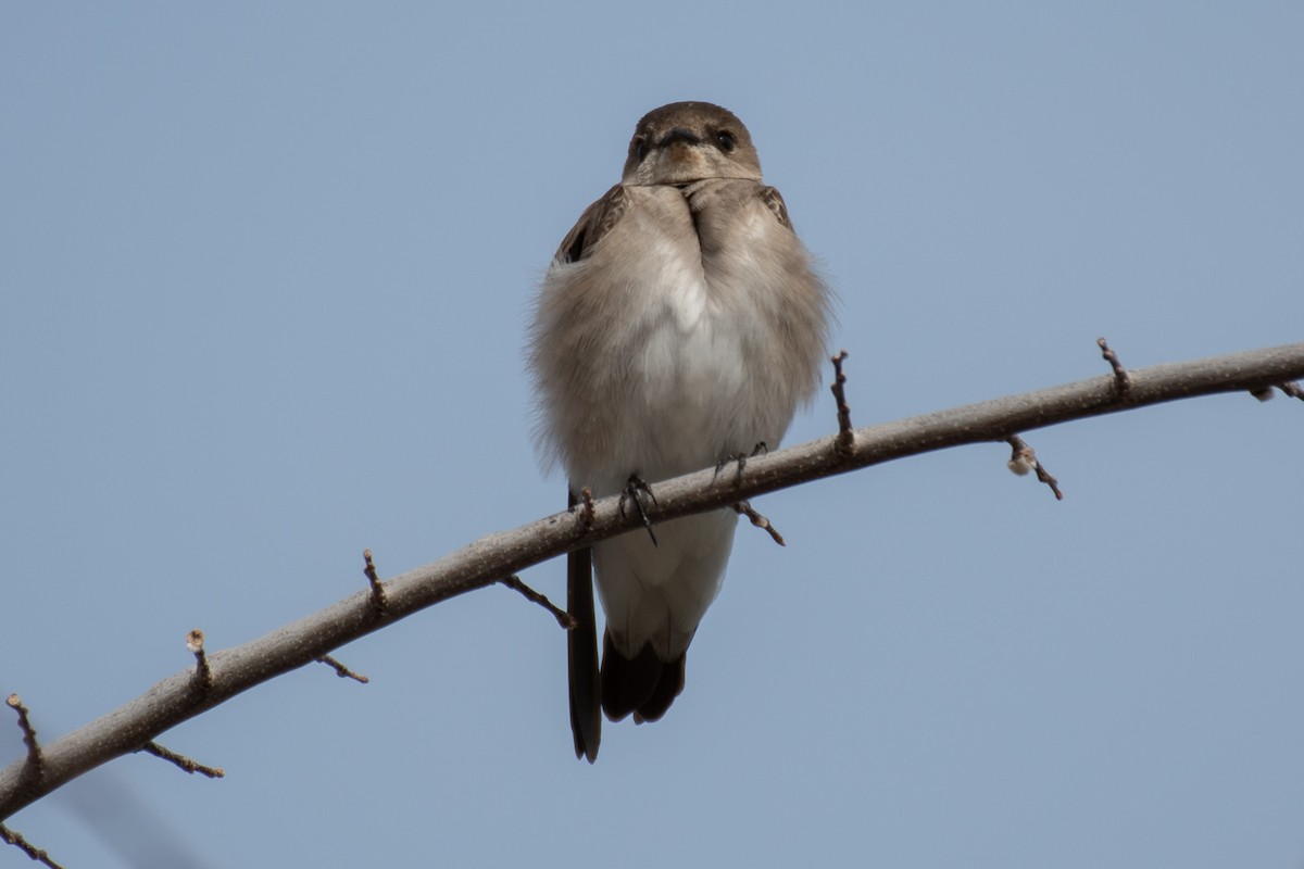Northern Rough-winged Swallow - ML617996452