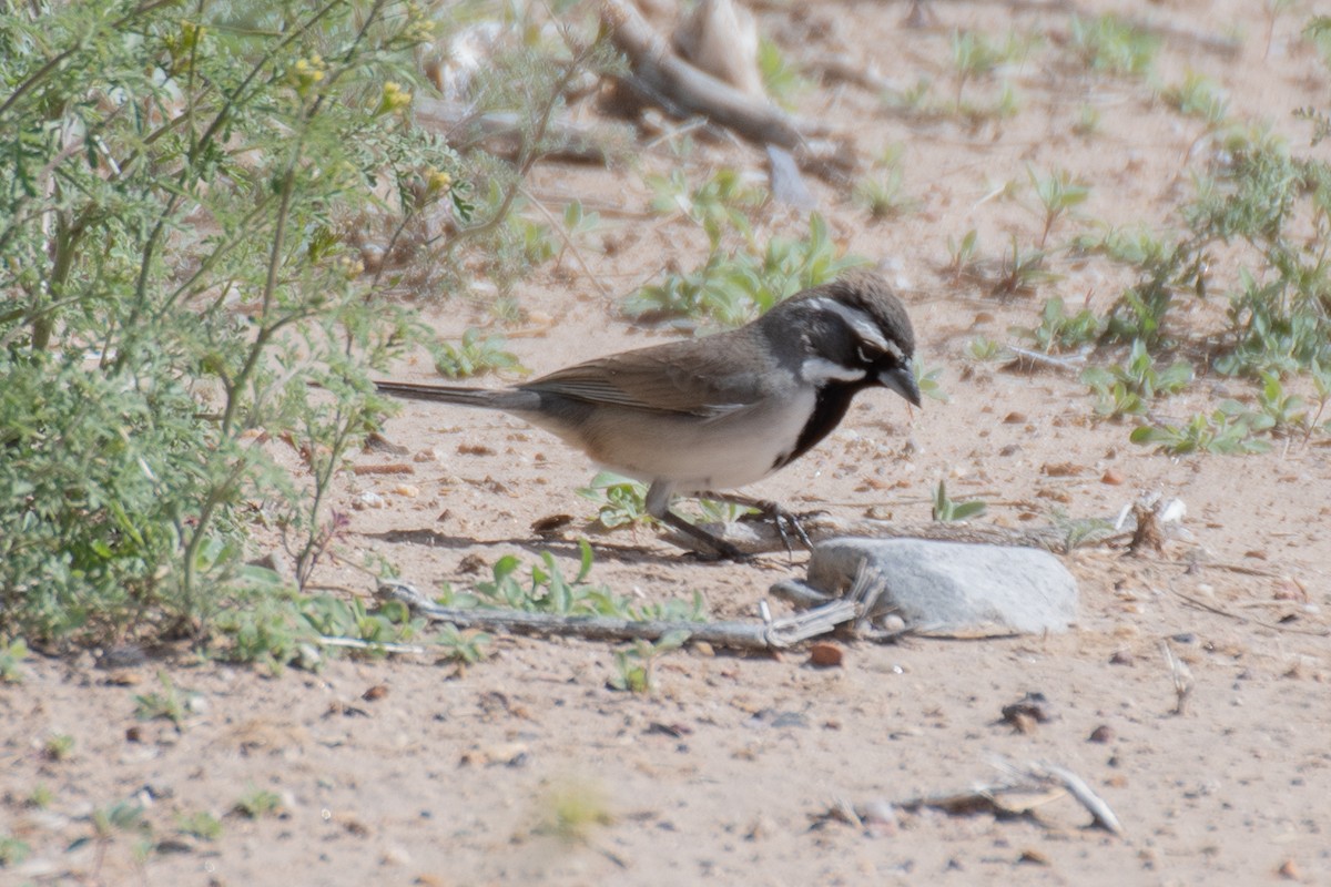 Black-throated Sparrow - ML617996462