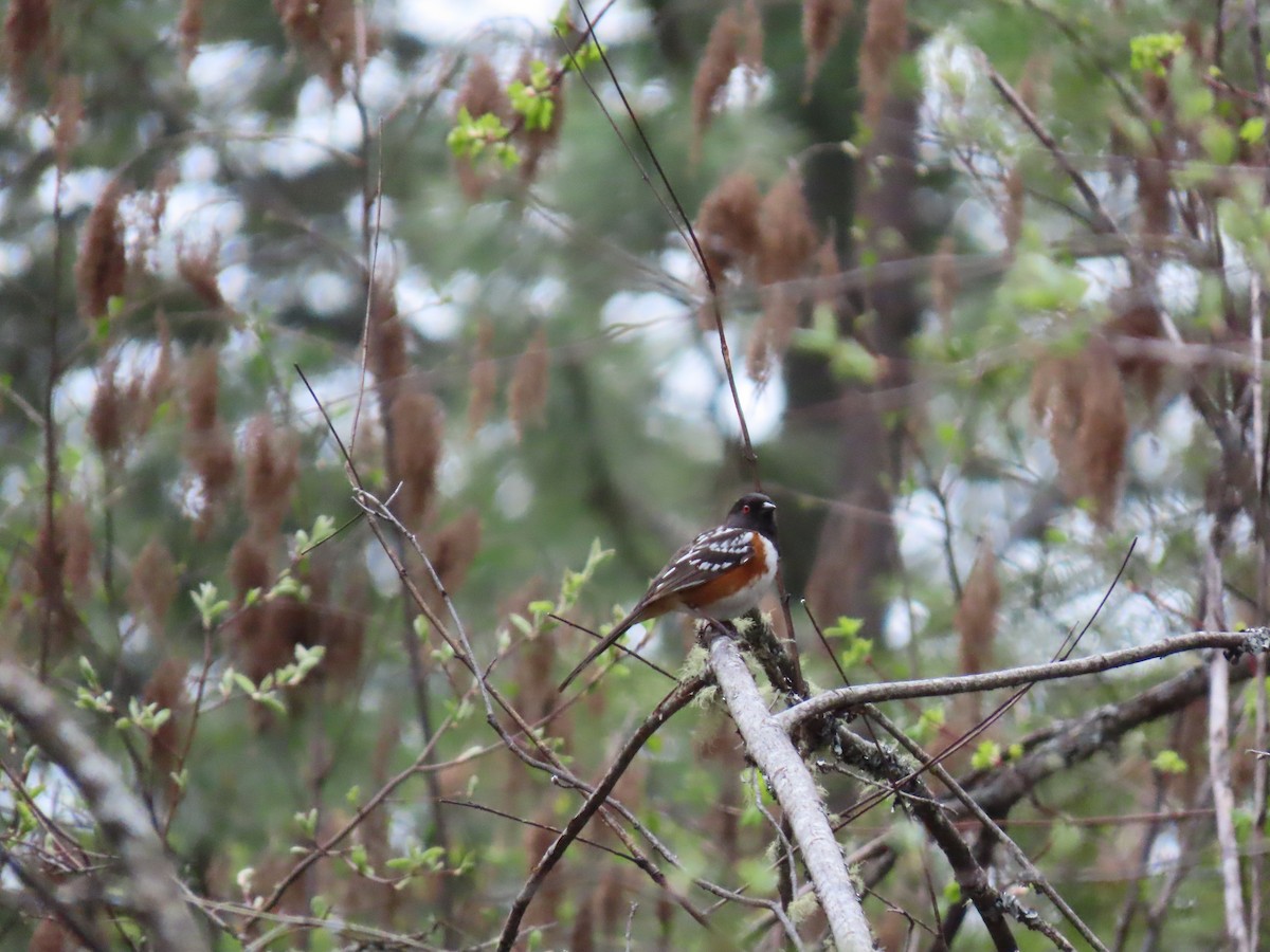 Spotted Towhee - ML617996466