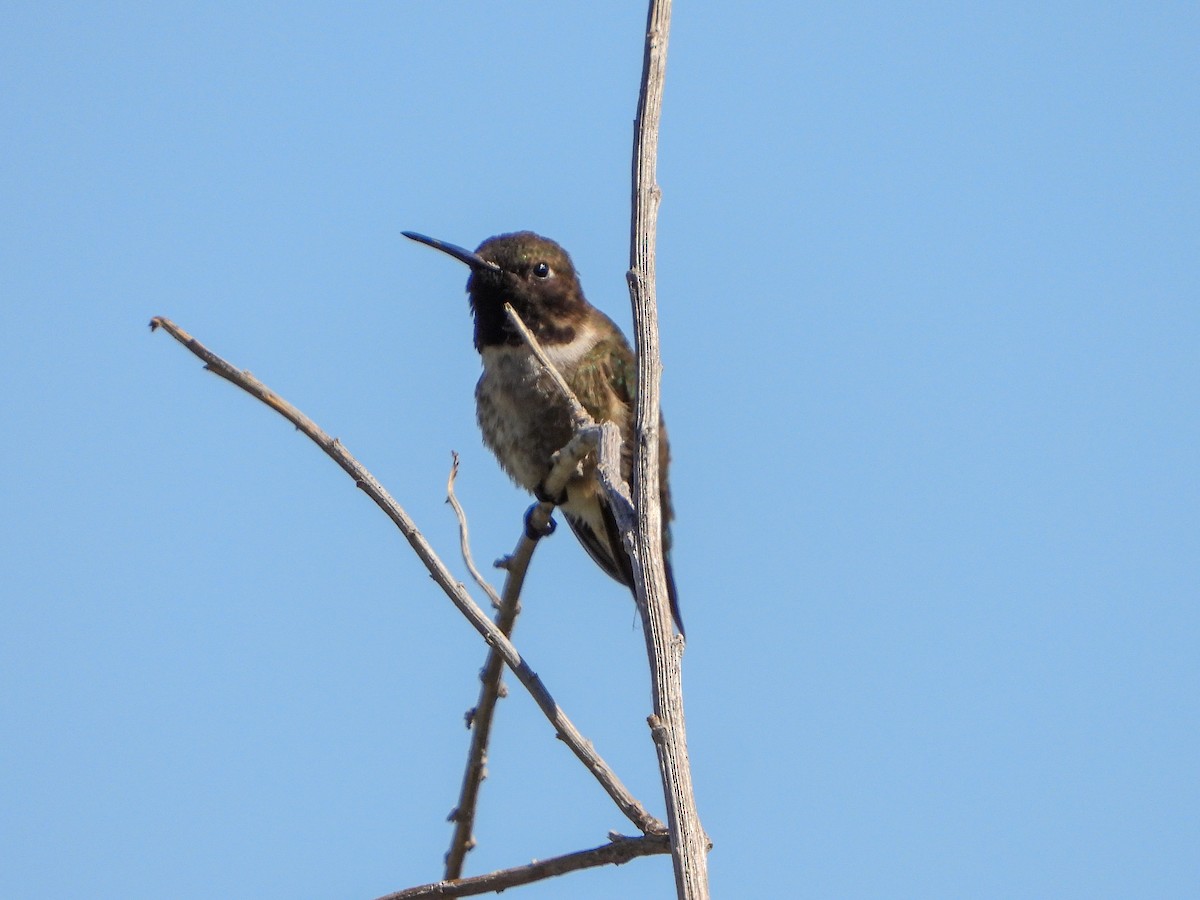 Black-chinned Hummingbird - ML617996467