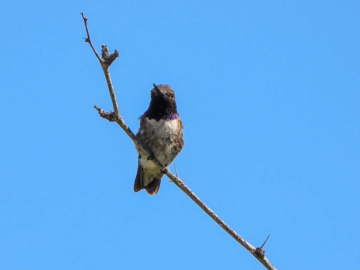 Black-chinned Hummingbird - ML617996472