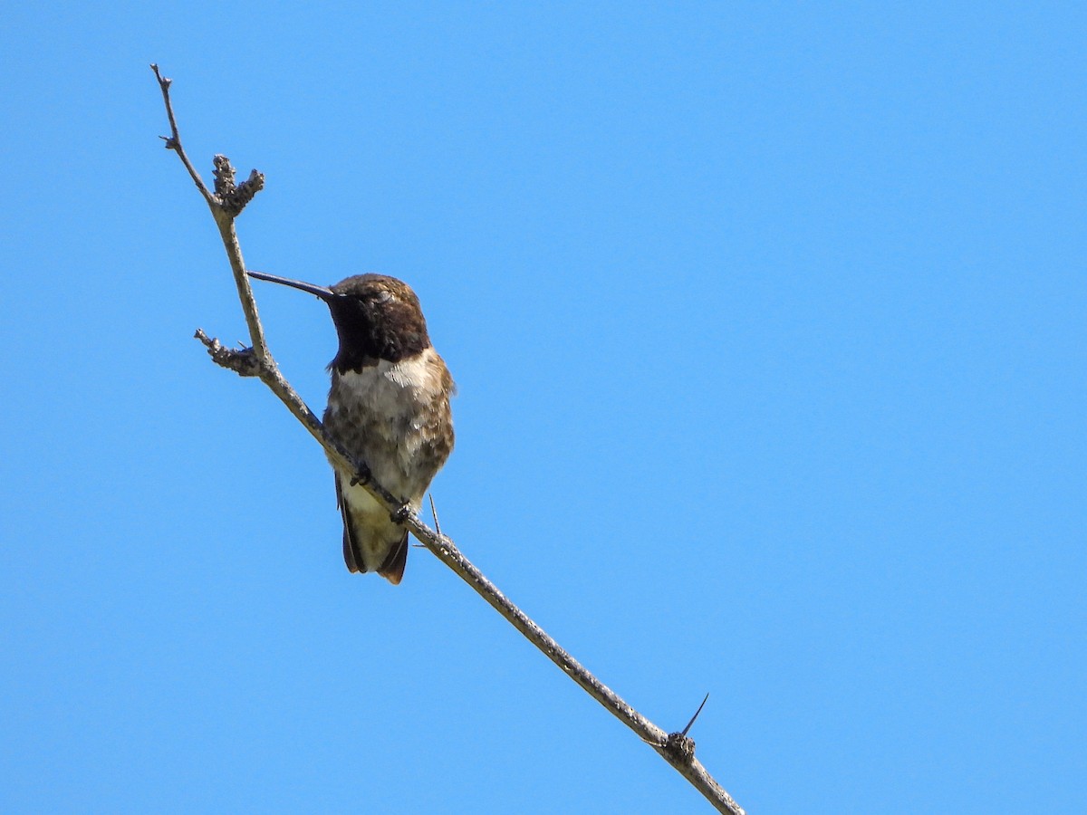 Black-chinned Hummingbird - ML617996473