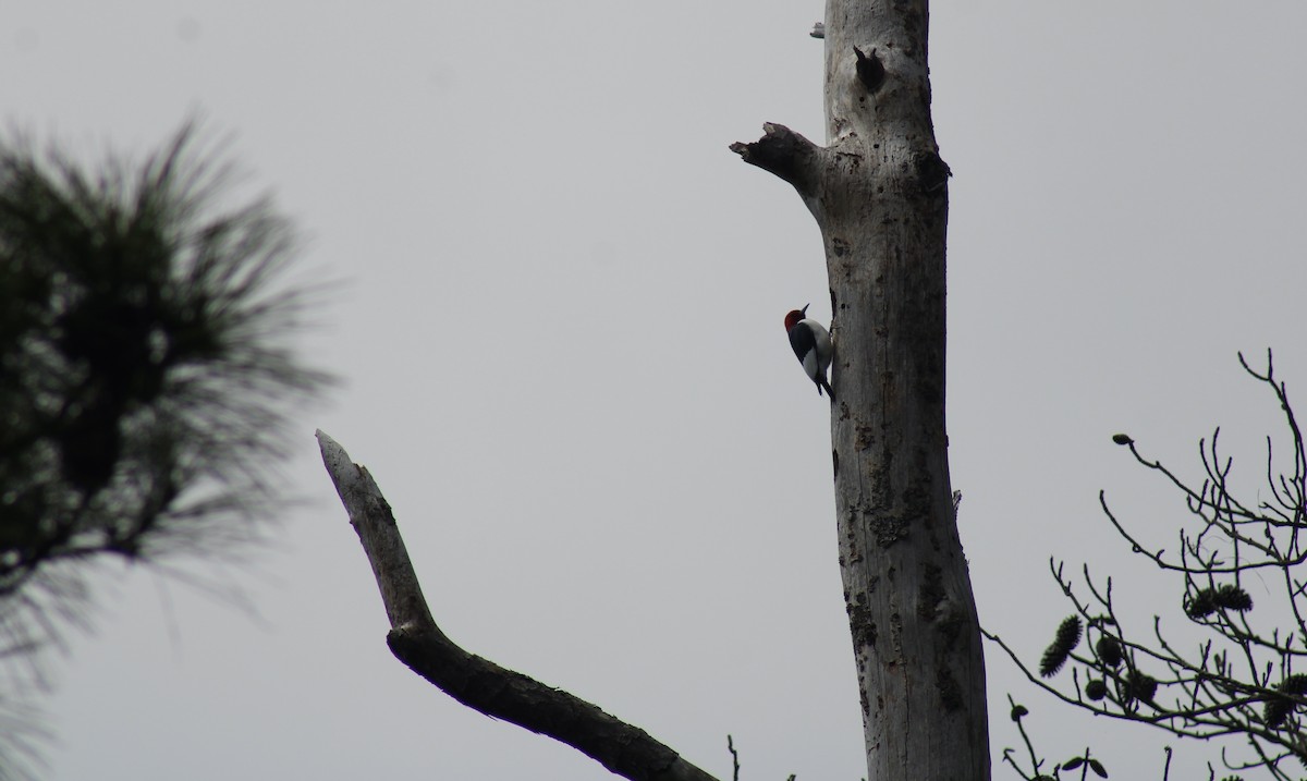 Red-headed Woodpecker - Heather Clarke