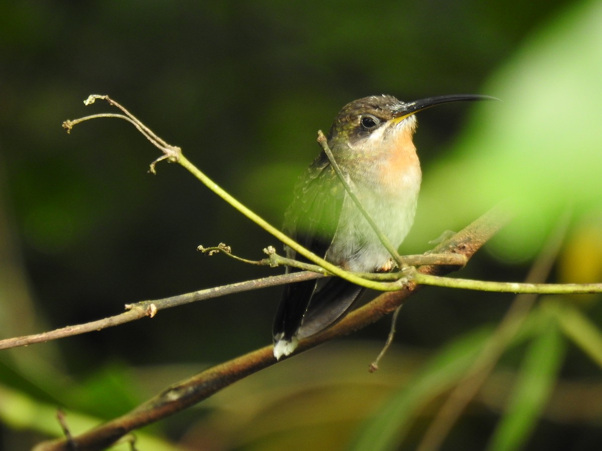 Rufous-breasted Hermit - ML617996521