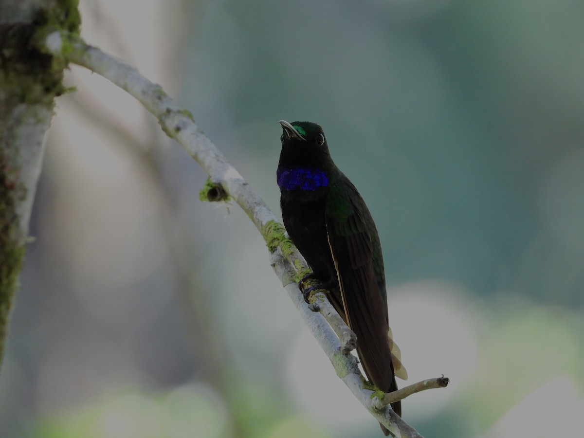 kolibřík zelenoprsý - ML617996528