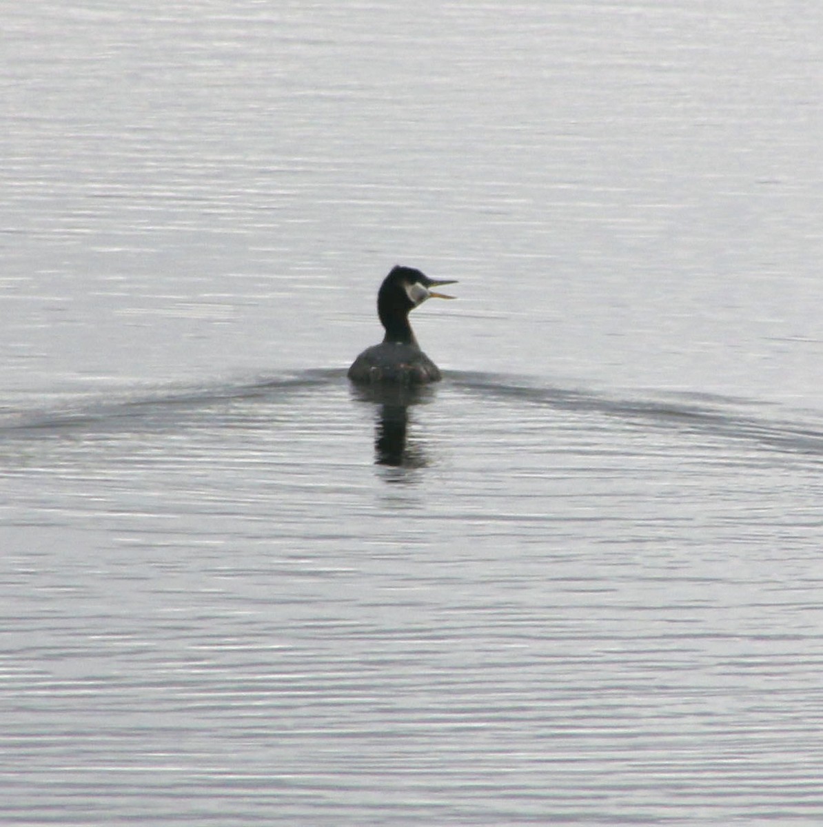 Red-necked Grebe - ML617996544