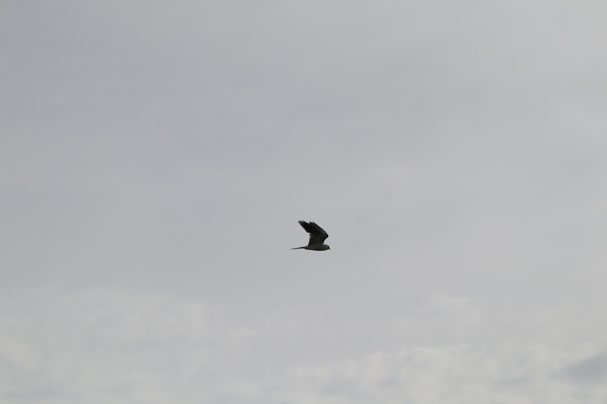 White-tailed Kite - ML617996550