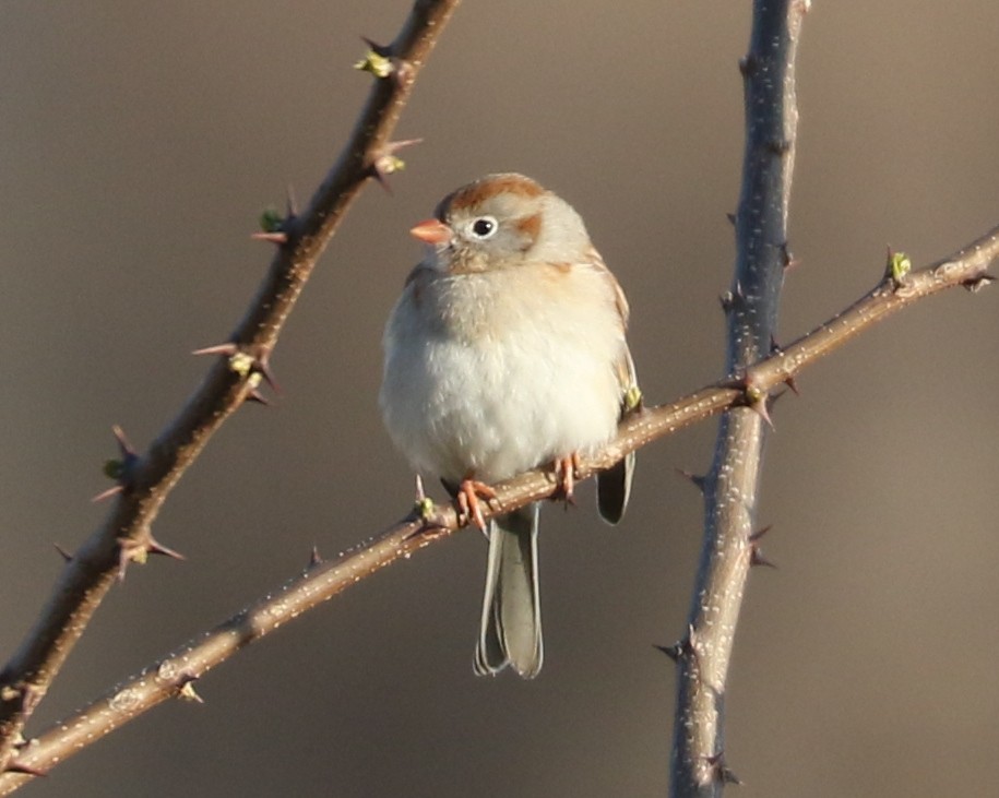 Field Sparrow - ML617996551