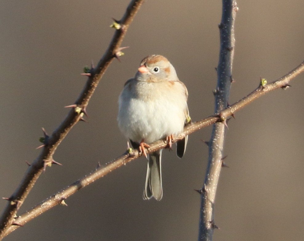 Field Sparrow - ML617996552