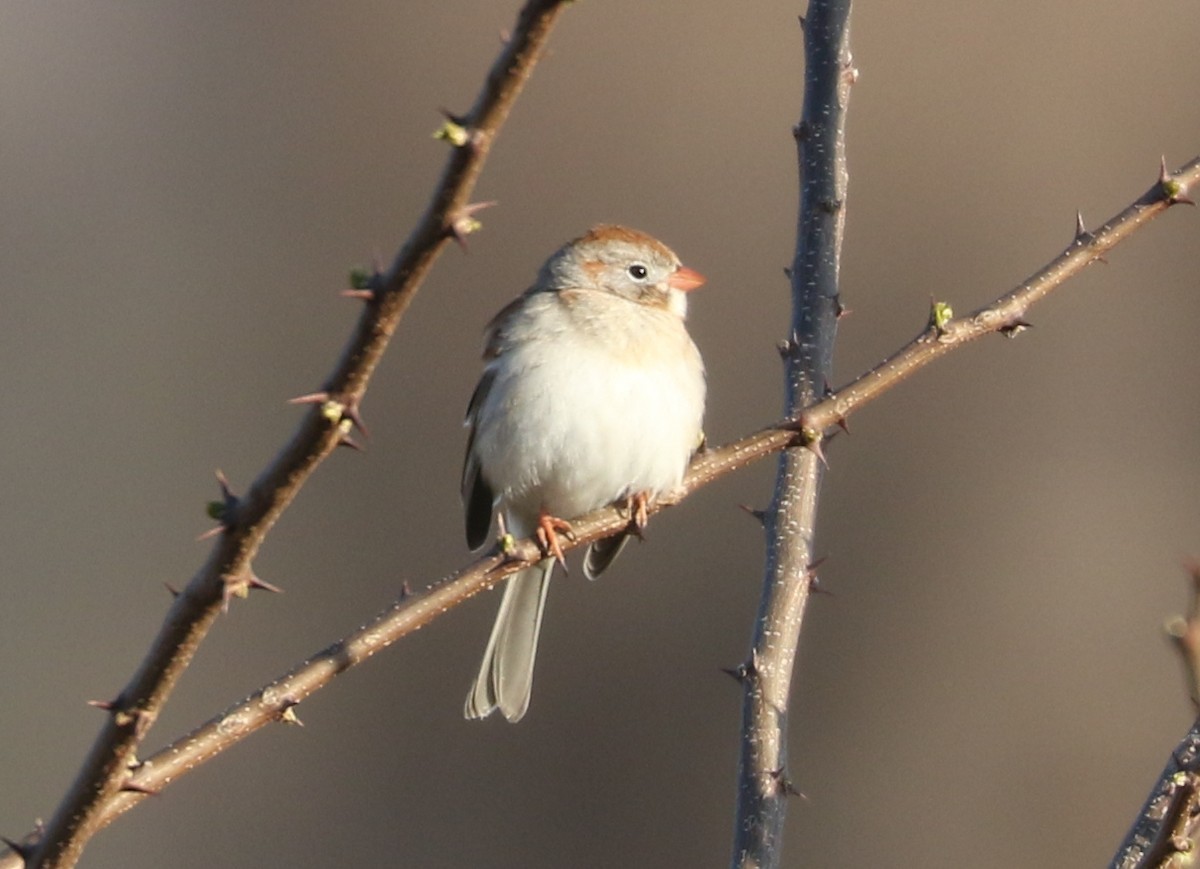 Field Sparrow - ML617996553