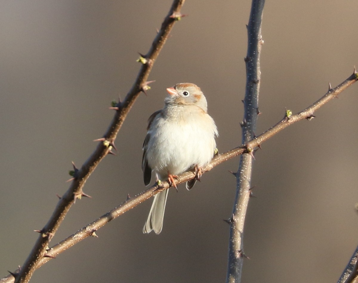 Field Sparrow - Bobby Brown
