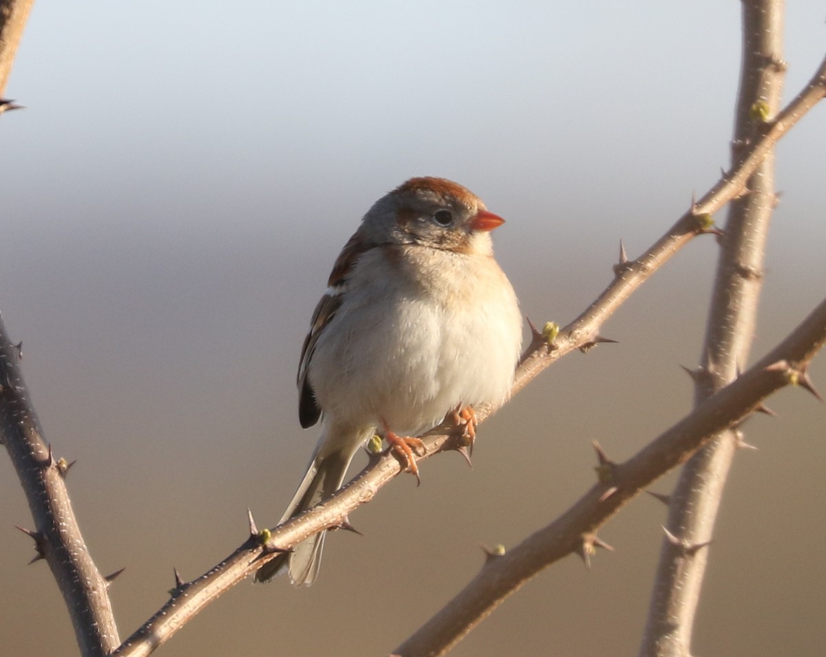 Field Sparrow - ML617996555