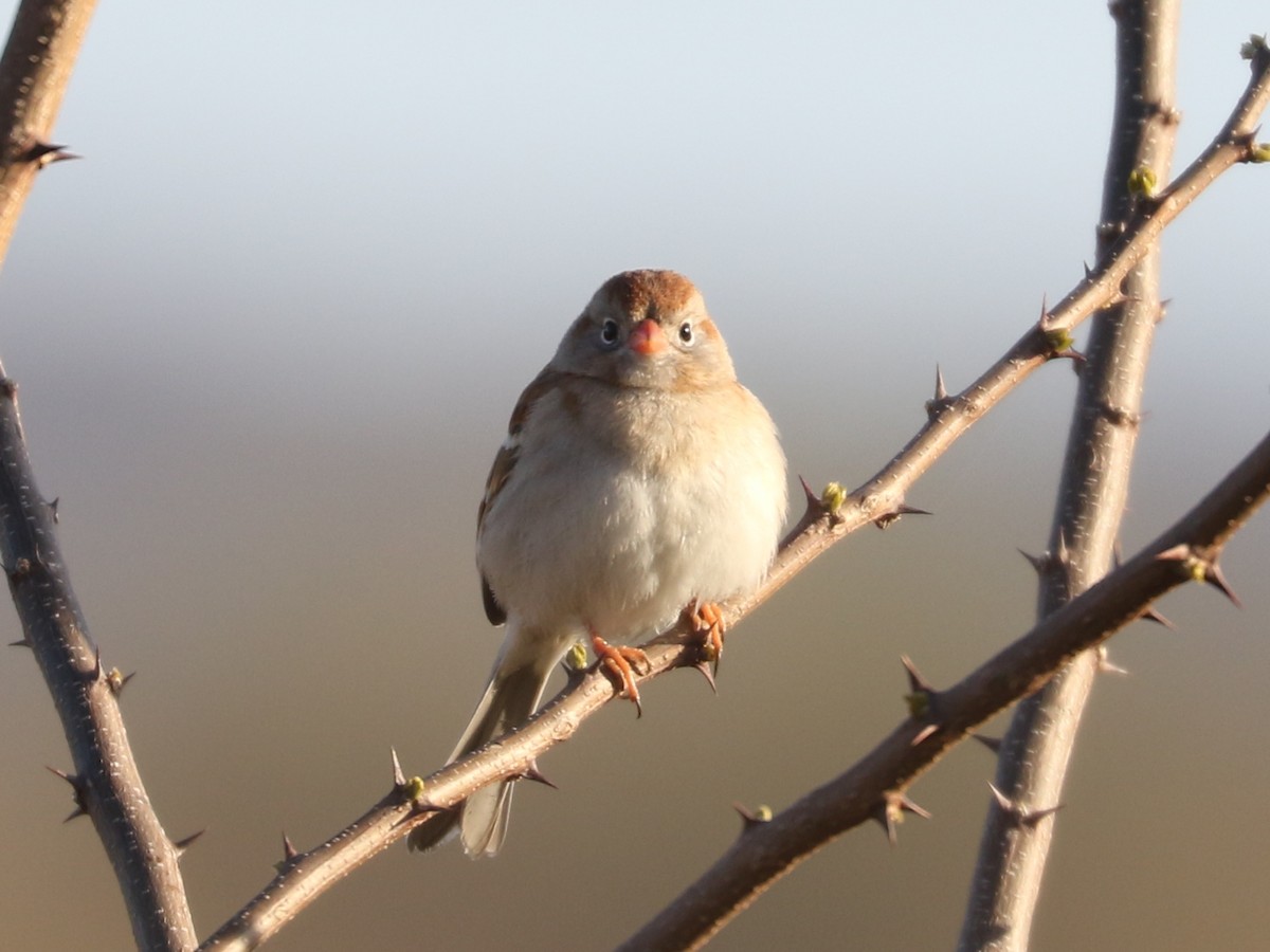 Field Sparrow - Bobby Brown