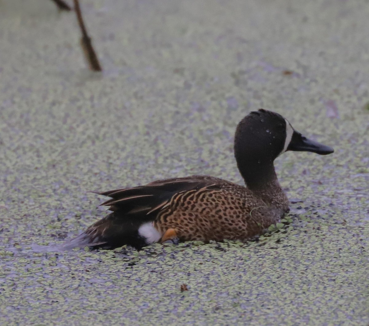 Blue-winged Teal - ML617996558
