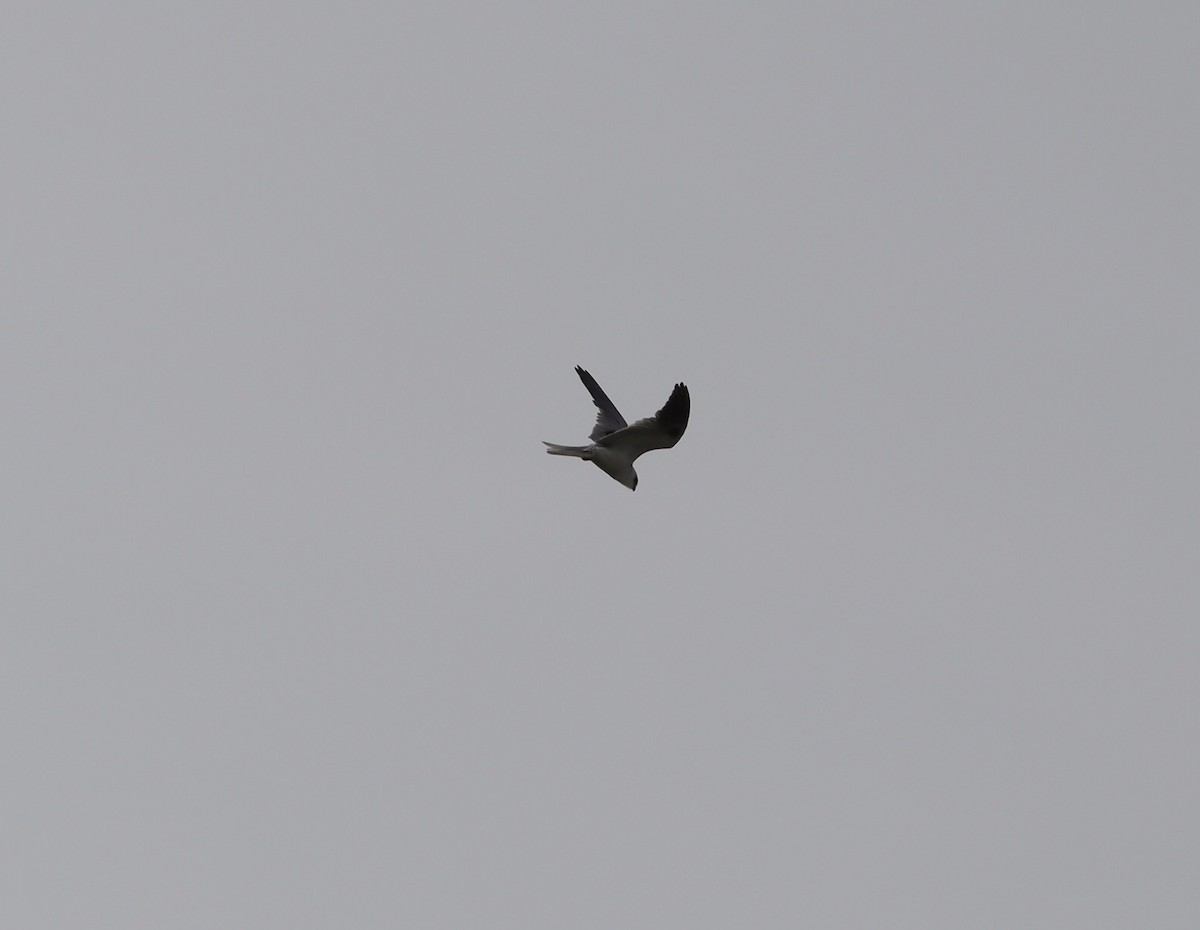 White-tailed Kite - ML617996559