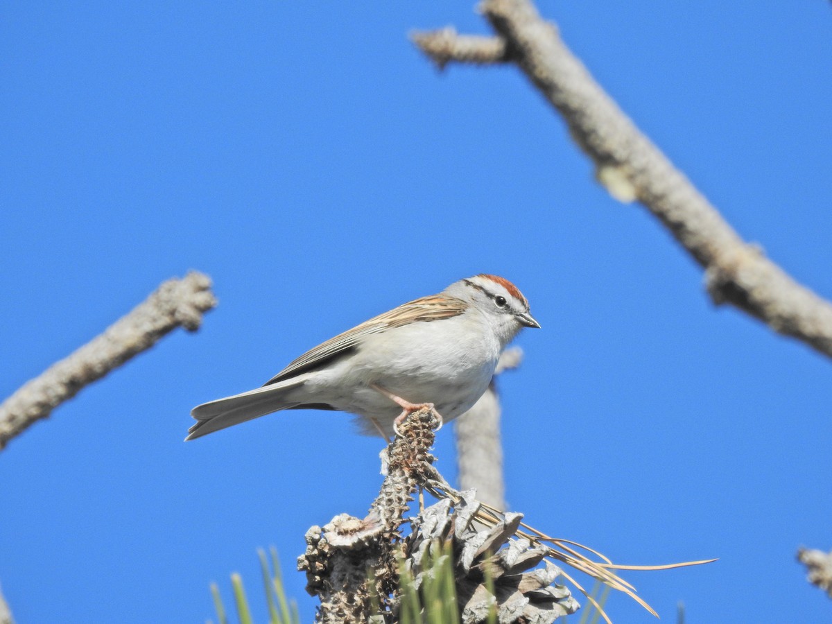 Chipping Sparrow - ML617996560