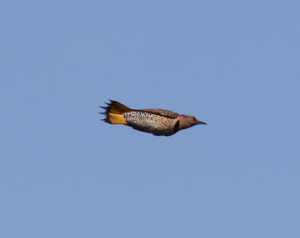 Northern Flicker (Yellow-shafted) - ML617996569
