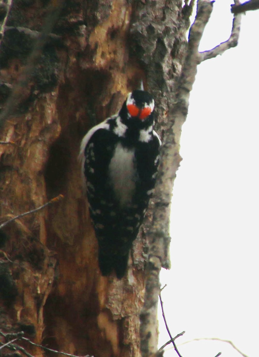Hairy Woodpecker - ML617996573