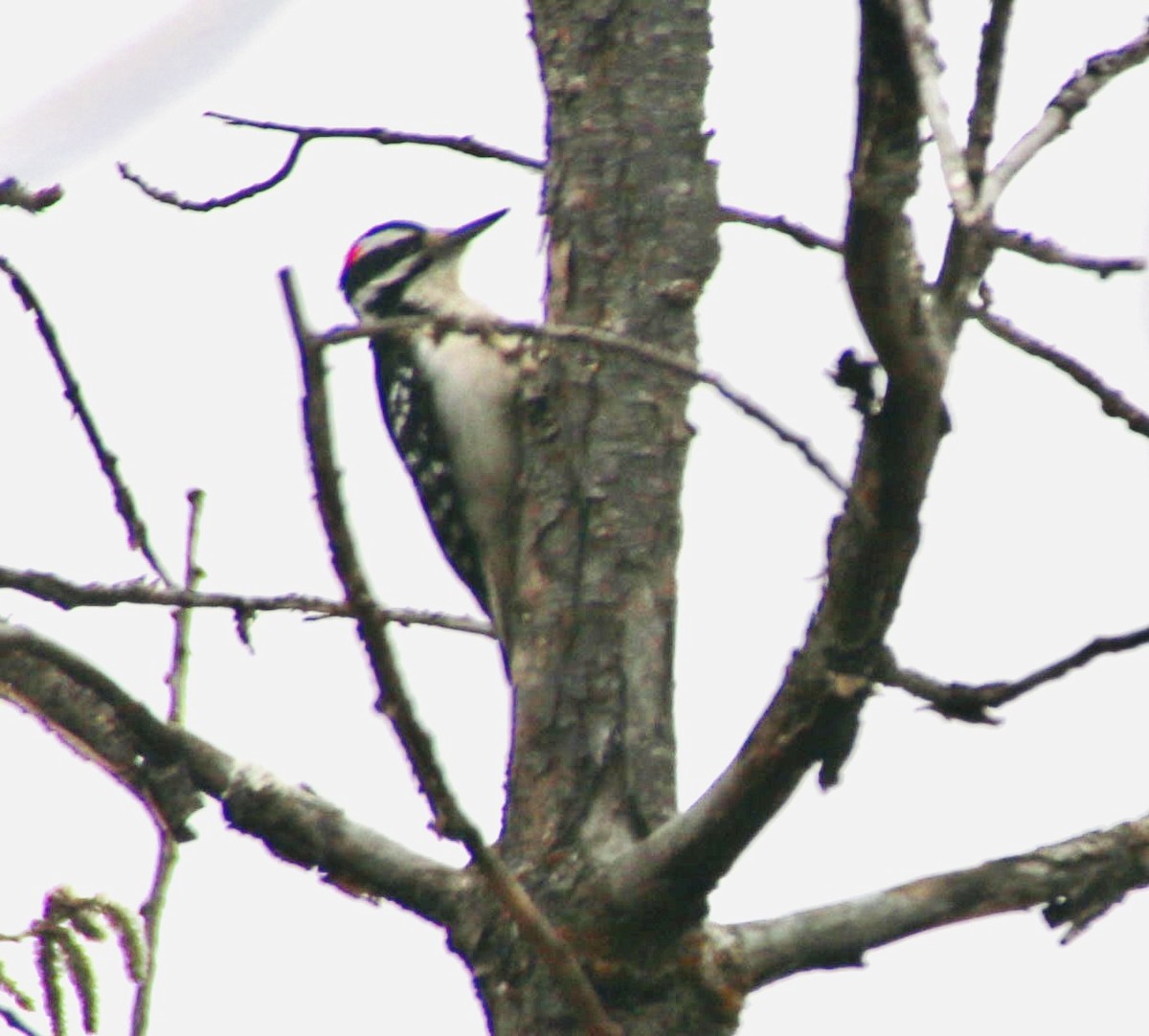 Hairy Woodpecker - ML617996574