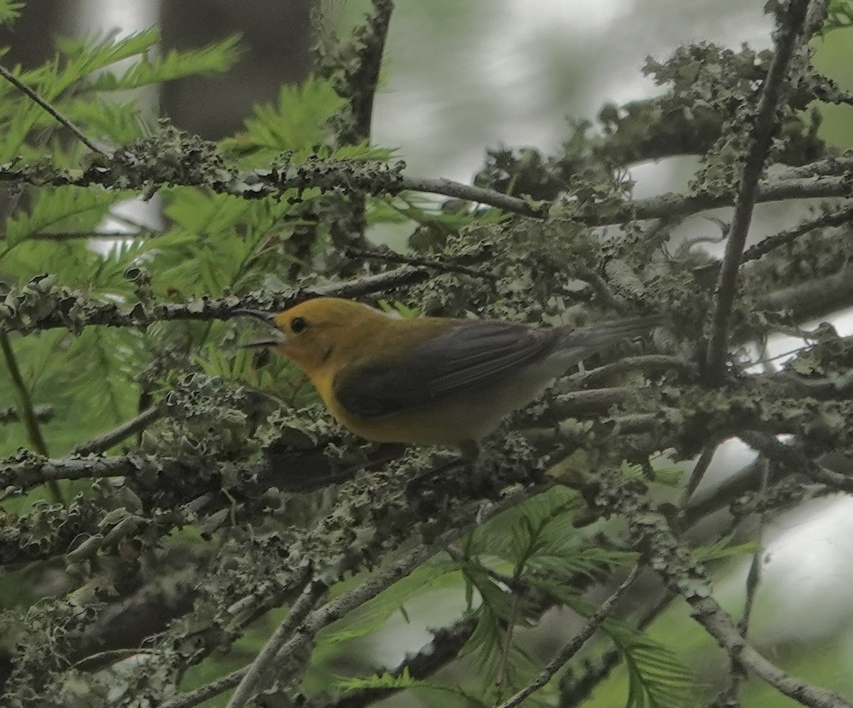 Prothonotary Warbler - ML617996575
