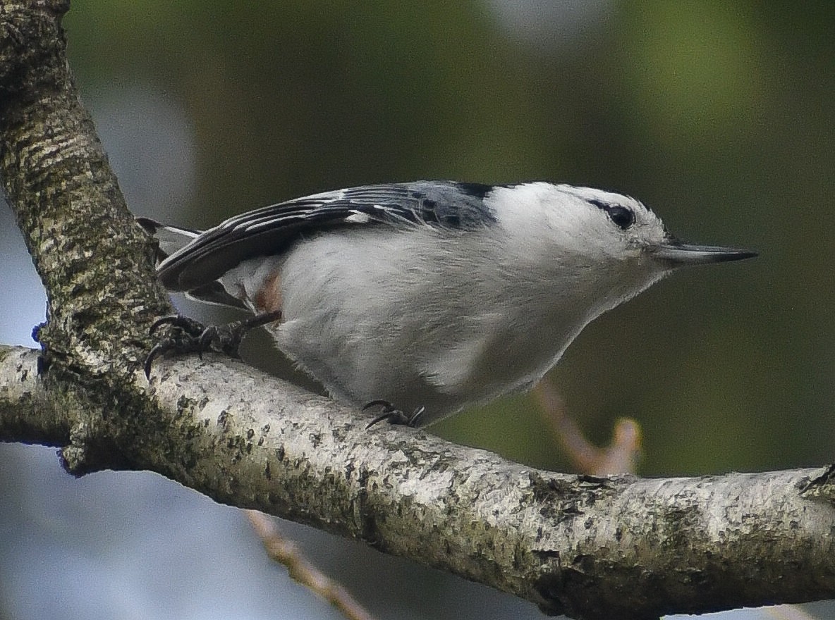White-breasted Nuthatch - ML617996616