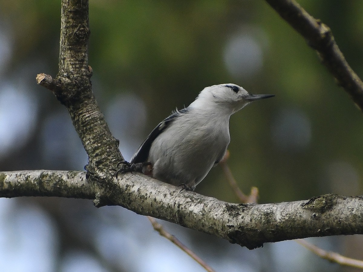 White-breasted Nuthatch - ML617996617