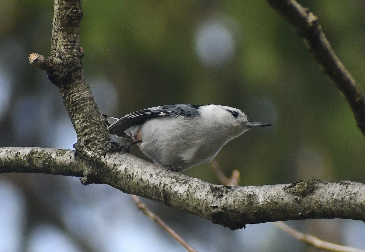 White-breasted Nuthatch - ML617996618