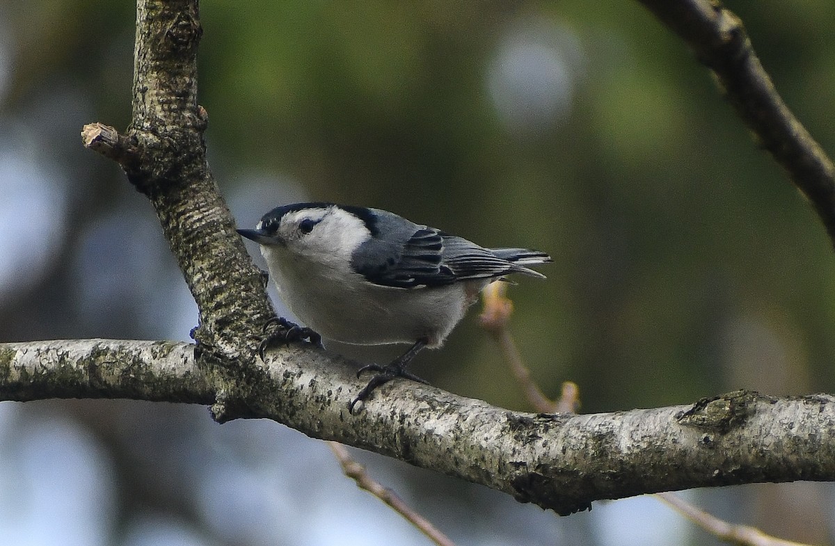 White-breasted Nuthatch - ML617996619