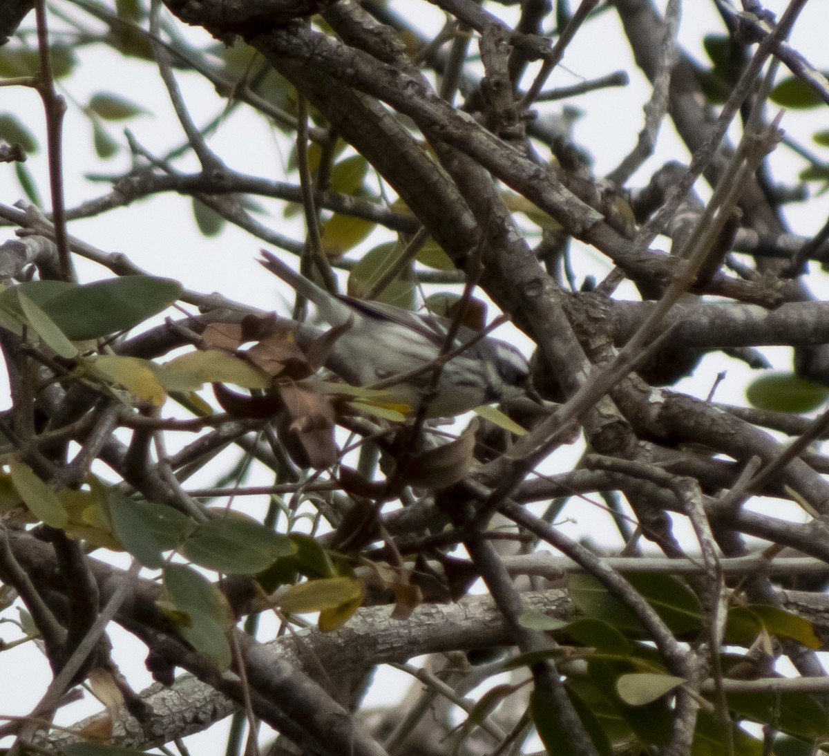 Black-throated Gray Warbler - ML617996640