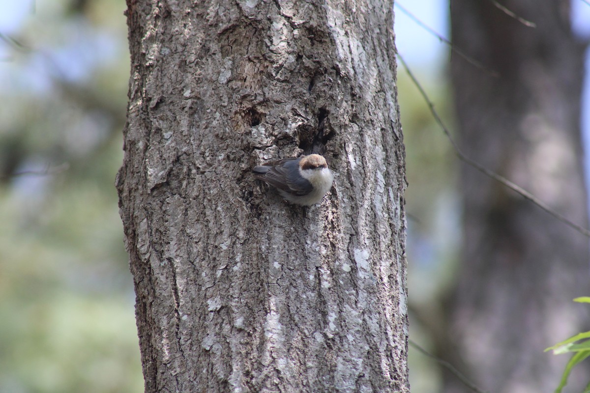 Brown-headed Nuthatch - ML617996705