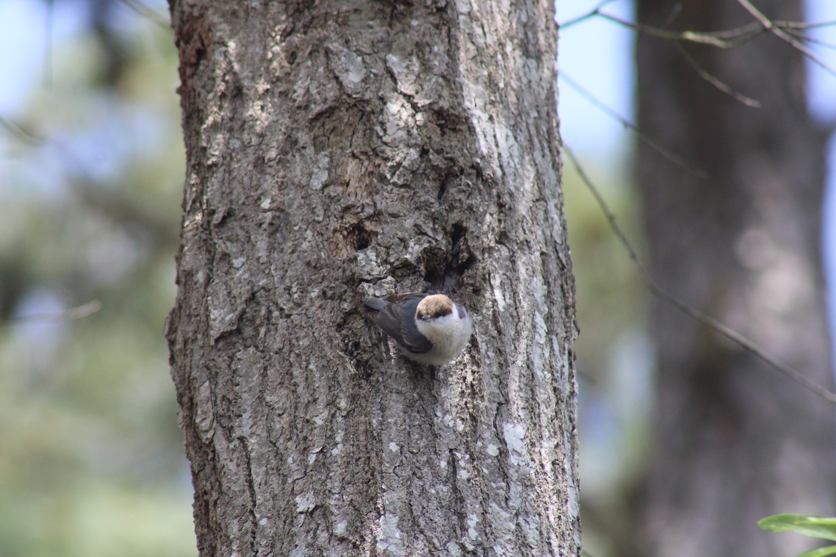 Brown-headed Nuthatch - ML617996706