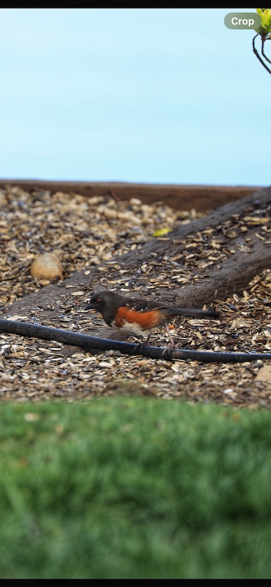 Spotted Towhee - Mary L Frey