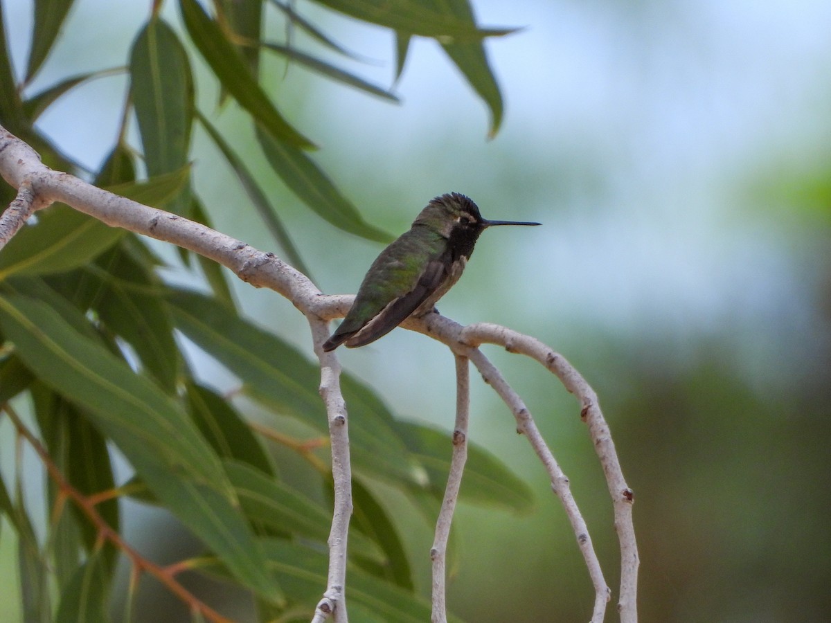Anna's Hummingbird - Samuel Burckhardt
