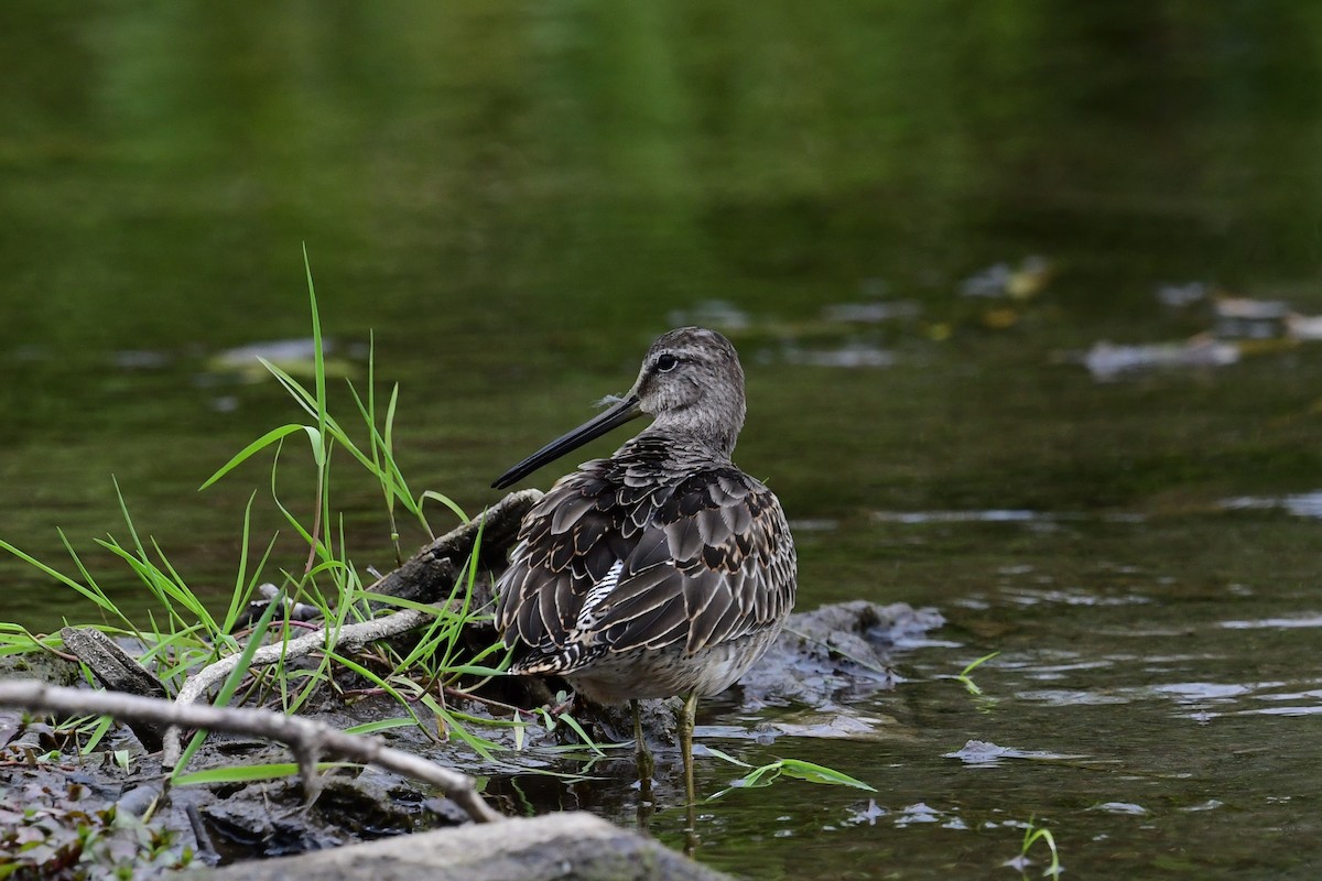 Long-billed Dowitcher - ML617996783
