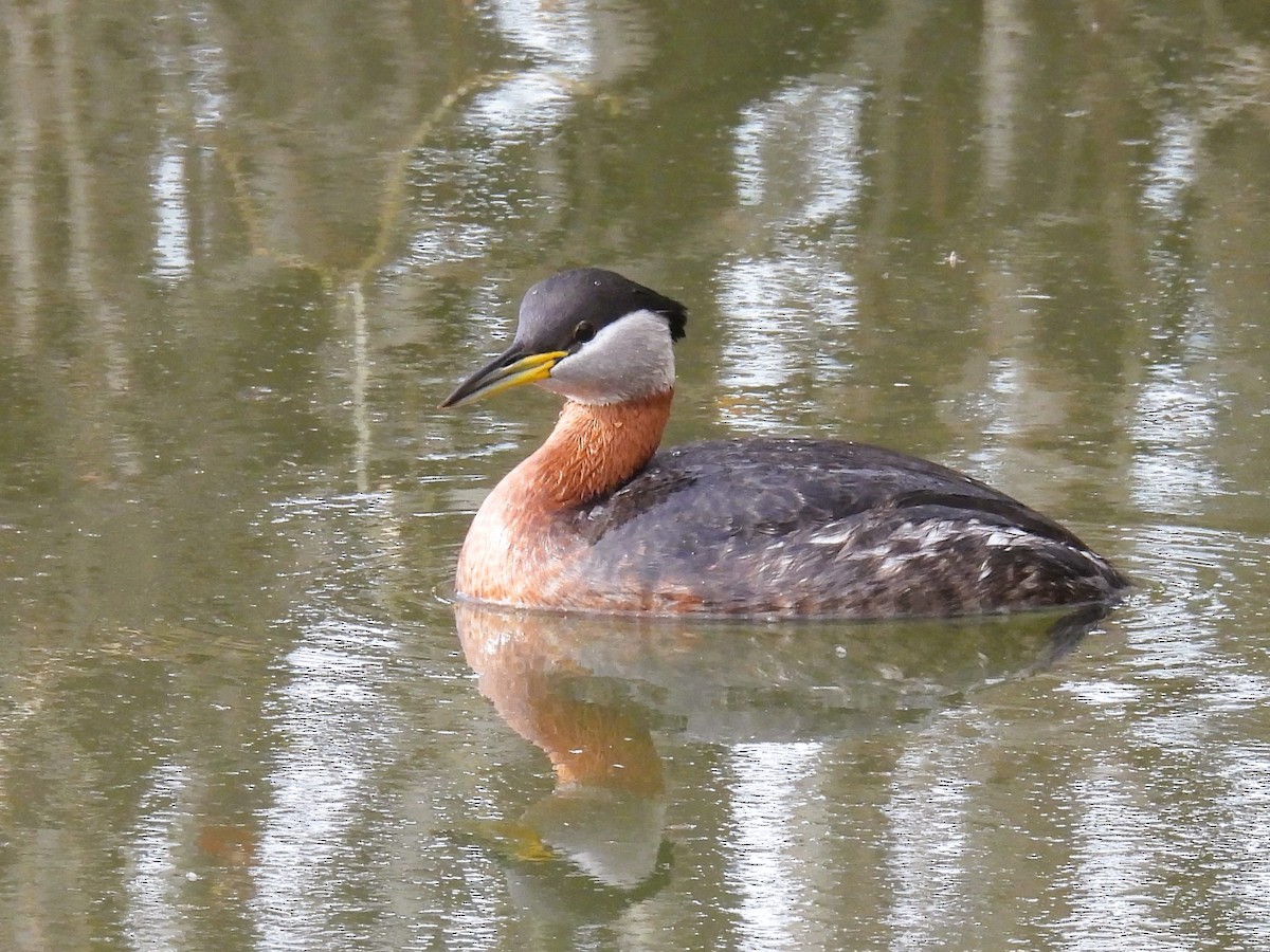 Red-necked Grebe - ML617996787