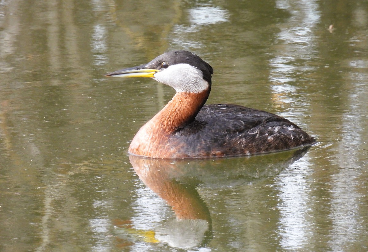 Red-necked Grebe - ML617996788
