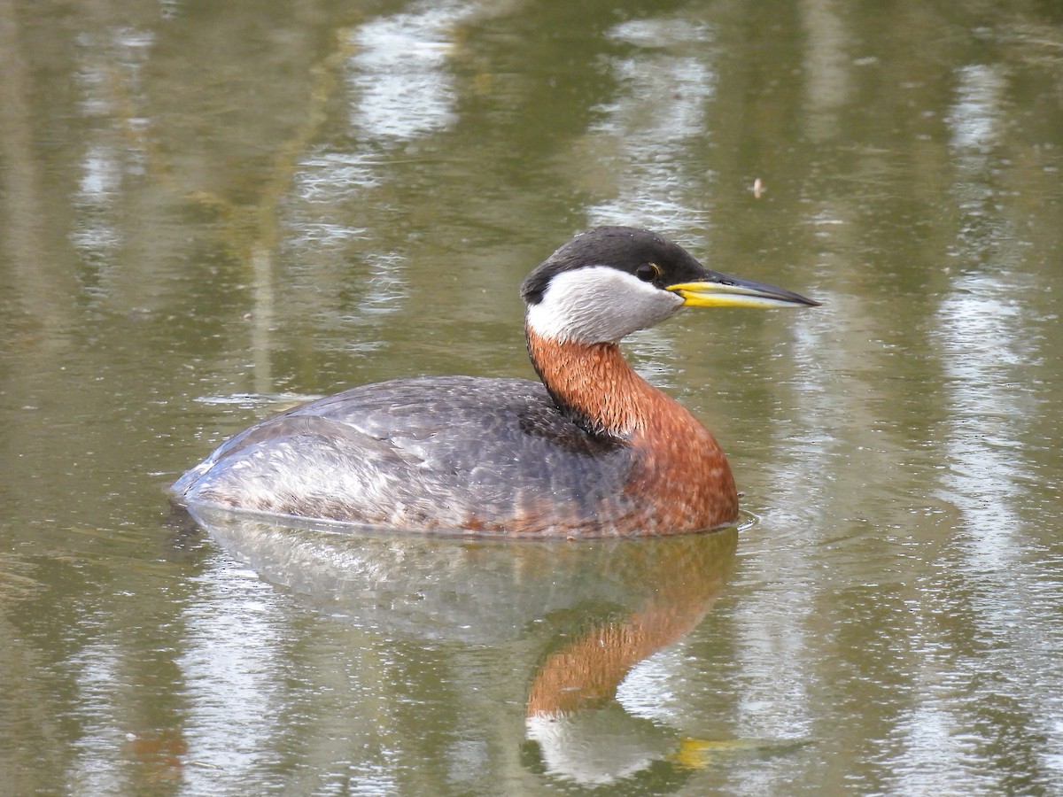 Red-necked Grebe - ML617996789