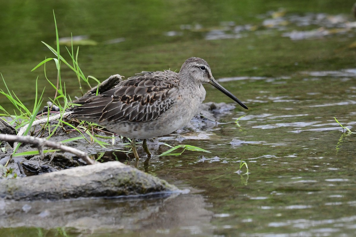 Long-billed Dowitcher - ML617996792