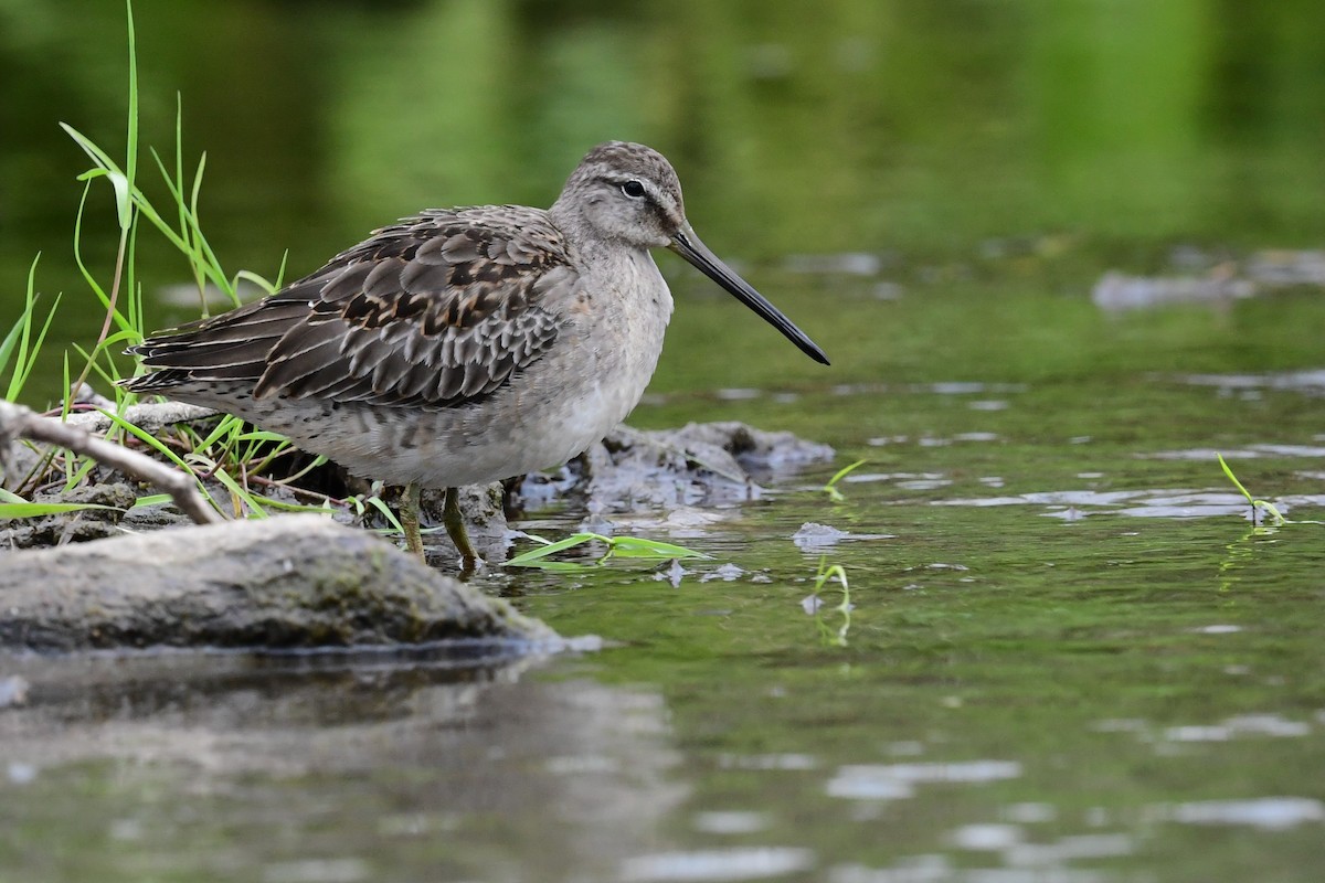 Long-billed Dowitcher - ML617996800