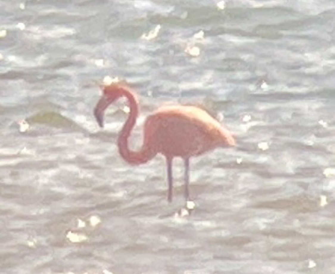 American Flamingo - ML617996805