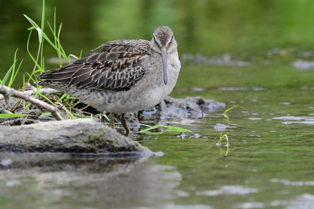 Long-billed Dowitcher - ML617996808