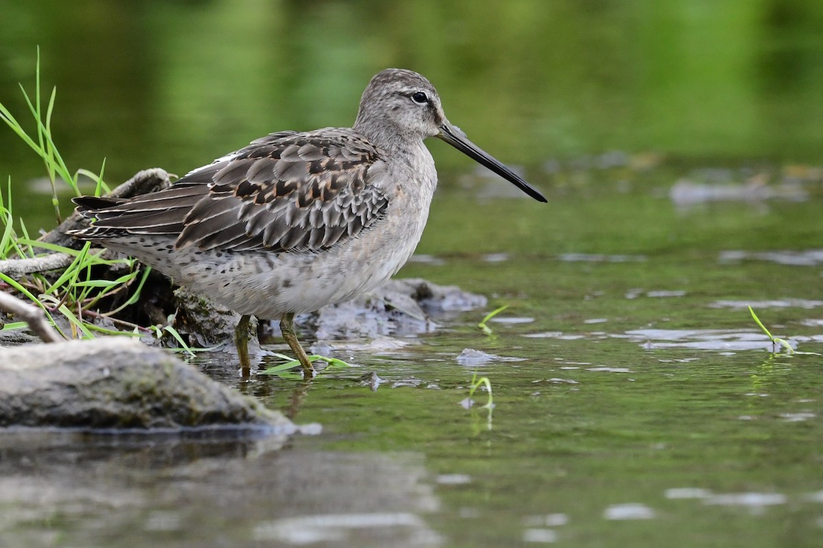 Long-billed Dowitcher - ML617996816