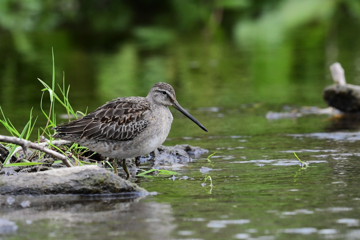 Long-billed Dowitcher - ML617996818