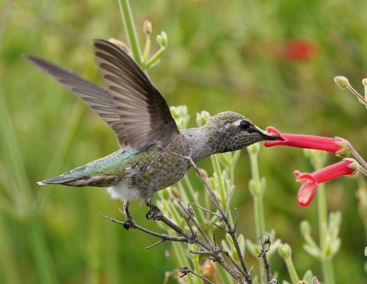 Anna's Hummingbird - Sibylle Hechtel