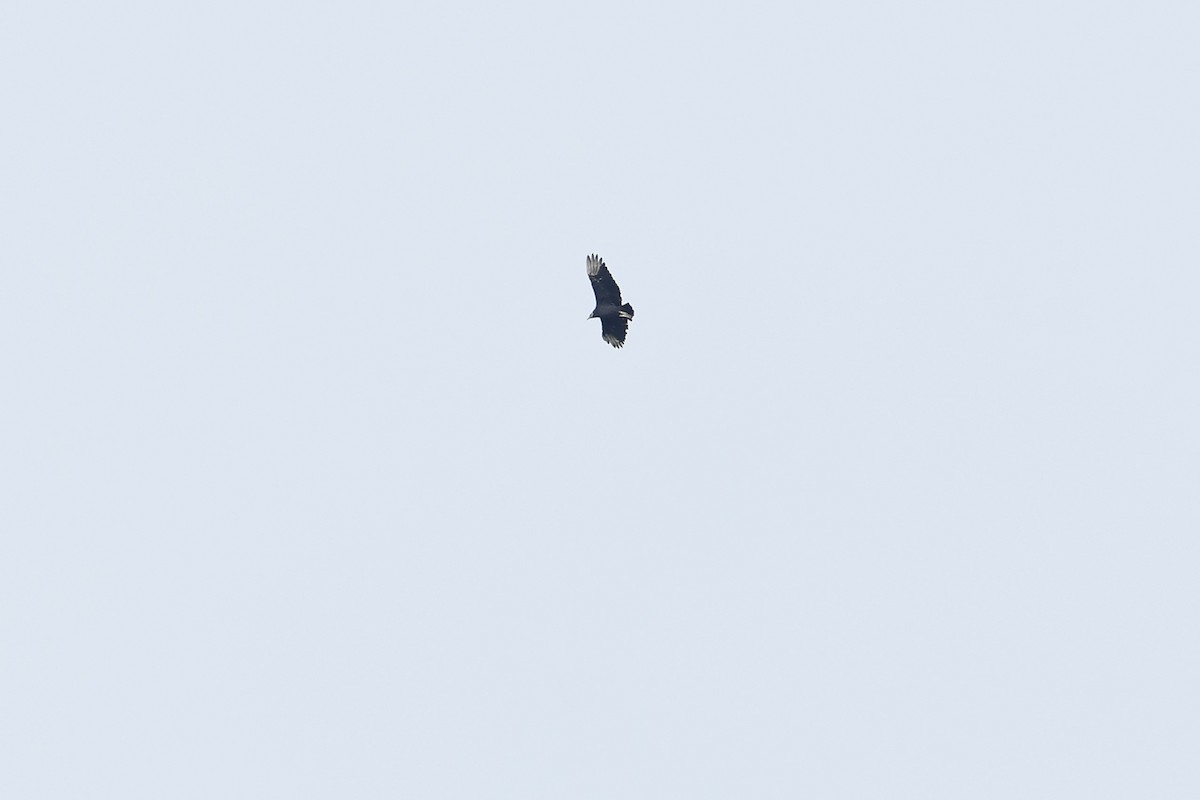 Black Vulture - ML617996839