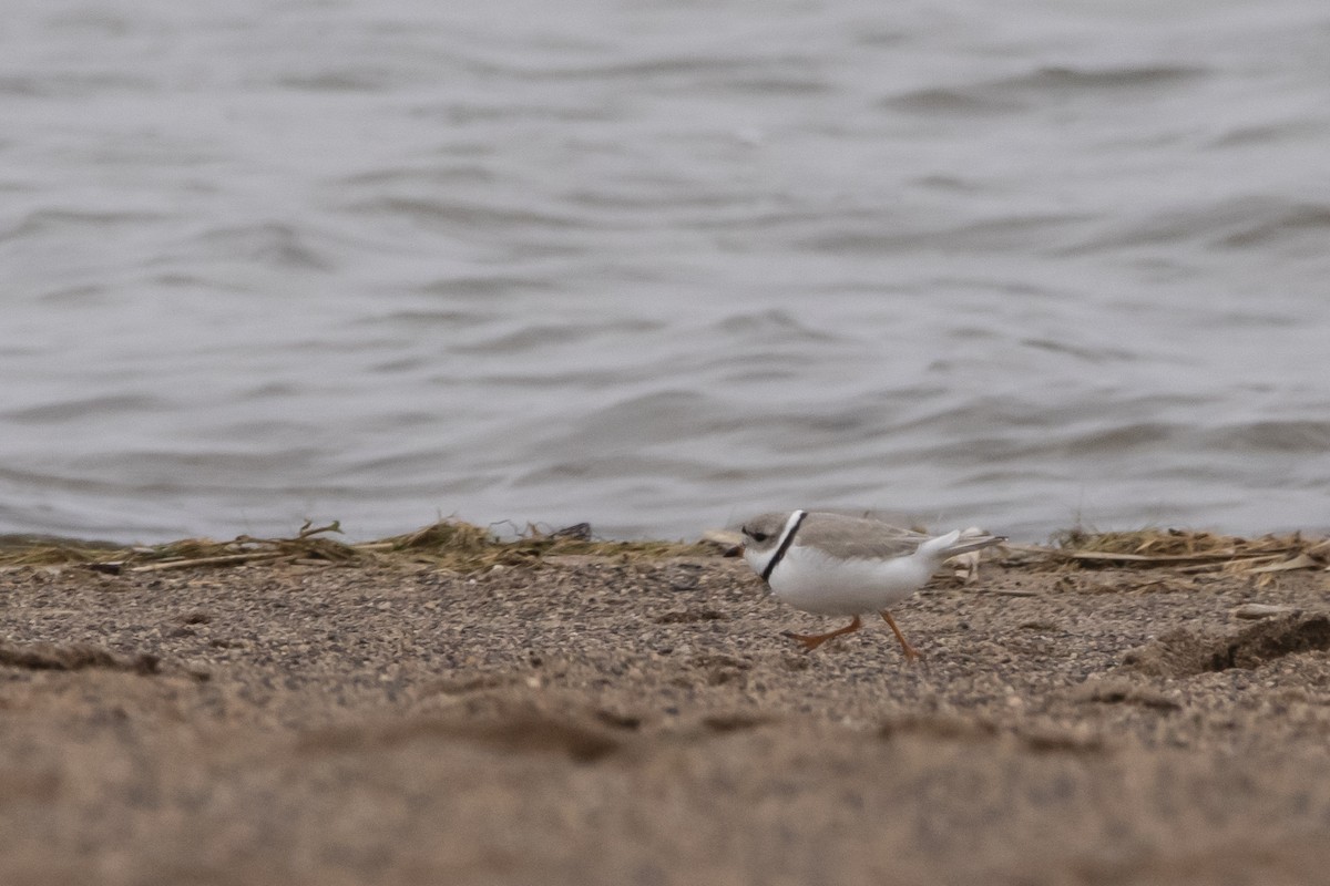 Piping Plover - ML617996847